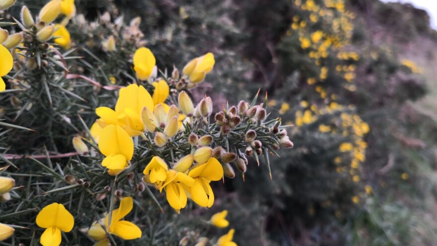 Bodljikavi štipavac ili obični uleks - žuti ljepotan "teške naravi"