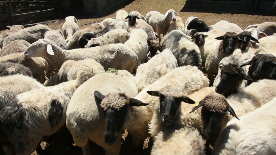 Stočar o lipskoj ovci: Mnogo me ne koštaju, od njih mnogo nisam ni očekivao