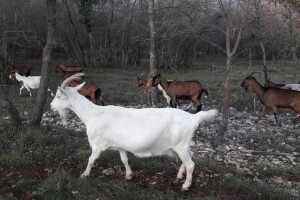 LAG Južna Istra - prostor uzgoja maslina, koza, vinove loze te klasičnog i ruralnog turizma