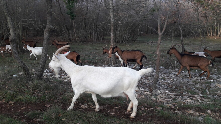 LAG Južna Istra - prostor uzgoja maslina, koza, vinove loze te klasičnog i ruralnog turizma