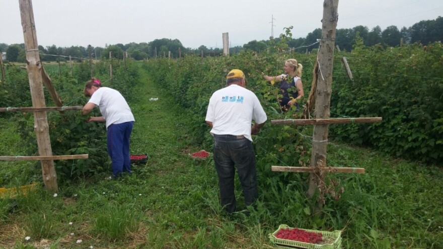 Manjak sezonskih radnika u poljoprivedi podiže cenu nadnice