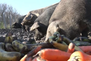 Svinje hrani bananama i šargarepom, a meso suši na Zlatiboru?