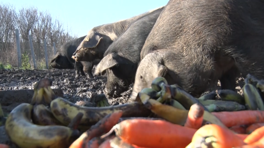 Svinje hrani bananama i šargarepom, a meso suši na Zlatiboru?