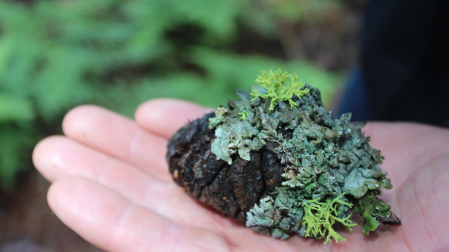 Mala enciklopedija šumarstva: Lišaji i njihovo značenje