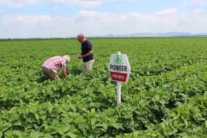 Kompanija Al Dahra iz Ujedinjenih Arapskih Emirata kupila Agricost - najveću ratarsku farmu u EU