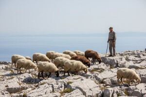 4. Radionica za uzgajivače autohtonih pasmina