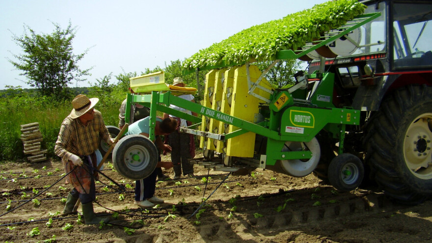 Saveti za uzgoj salate na otvorenom - od setve do berbe