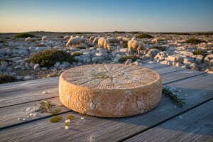 40 tona Paškog sira iz Gligore, a sirovine nema
