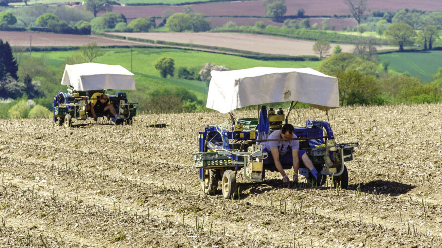 Nemačka: Upitno preko 280.000 sezonskih radnika u poljoprivredi