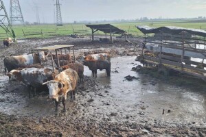 Oduzeli mu 24 krave jer su bile blatne - što Sloveniji donosi novi Zakon o zaštiti životinja?
