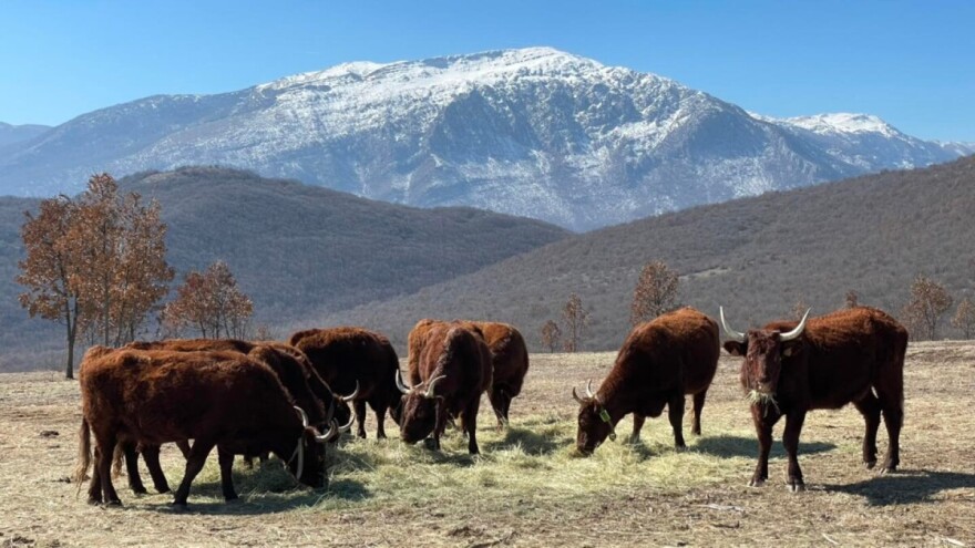 Ujedinjuju se stočari livanjskog kraja: "Zajedno smo jači"