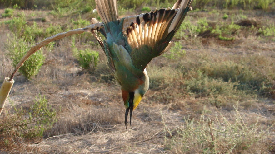 Evropska komisija naredila Francuskoj da zabrani ljepljive zamke za ptice