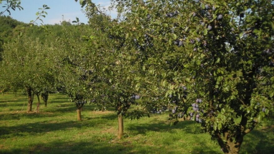 Ne dam nikom šljivik stari