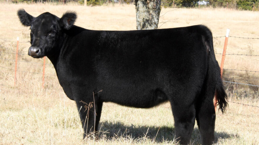 Dotjerana, pufnasta goveda postižu bolju cijenu?