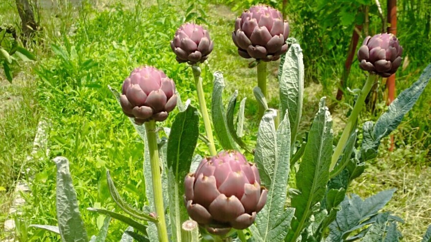 Jeste li probali artičoku? Smatra se delikatesom, a možete je lako sami uzgajati