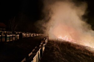 Pčelar uspio spasiti košnice, požar spalio 200 mladih voćki