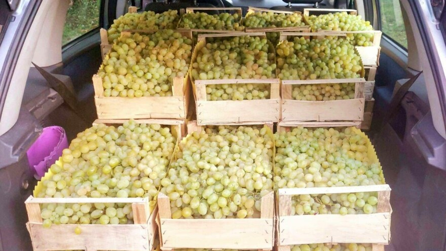 Mali proizvođači gube trku: Hoće li odrnja "uništiti" hercegovačko grožđe?