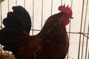Džudža priznata u BiH, uz bosanskog pjevača juriša ka međunarodnom registru