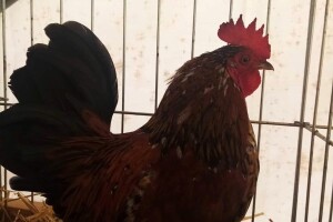 Džudža priznata u BiH, uz bosanskog pjevača juriša ka međunarodnom registru