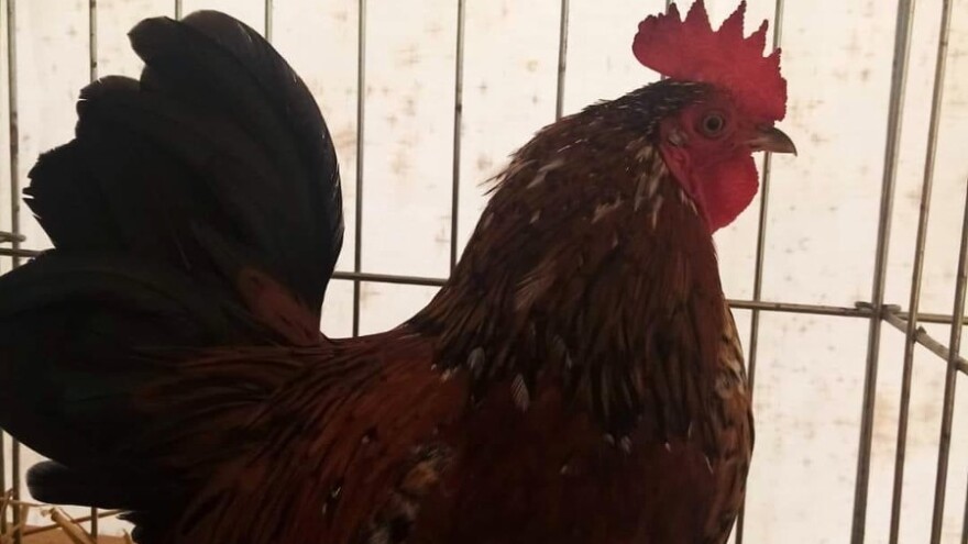 Džudža priznata u BiH, uz bosanskog pjevača juriša ka međunarodnom registru