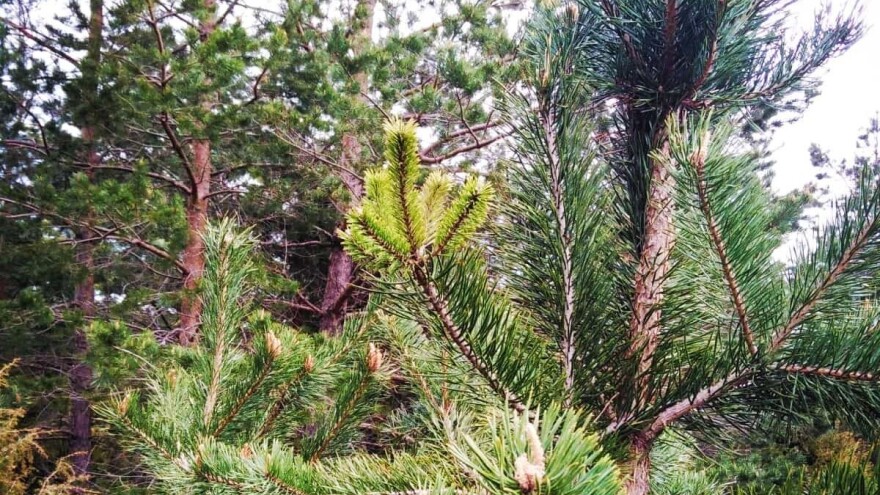 Šta se zeleni na boru zelenom?