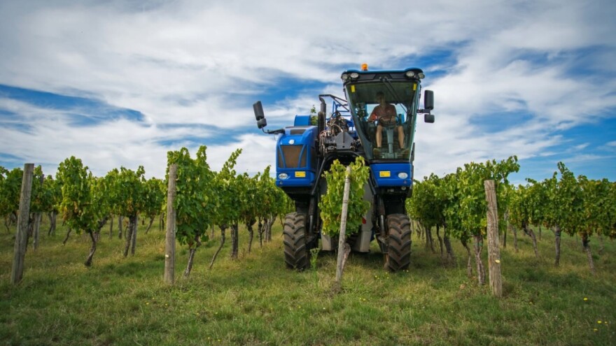 Luka Rossi: Strojna berba grožđa povećala je kvalitetu naših vina