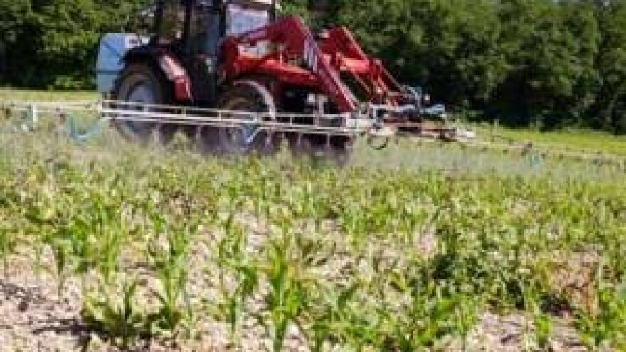 Laudis i ElumisPeak u borbi za kukuruzare