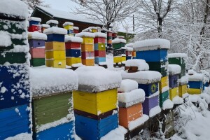 Zašto je januar važan za pčelara?