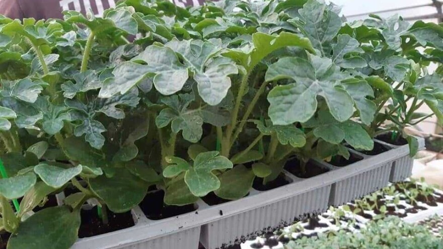 Što su cijepljene presadnice i kako se izvodi postupak?