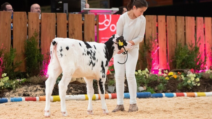 Za 83.000 evra prodato desetomesečno tele