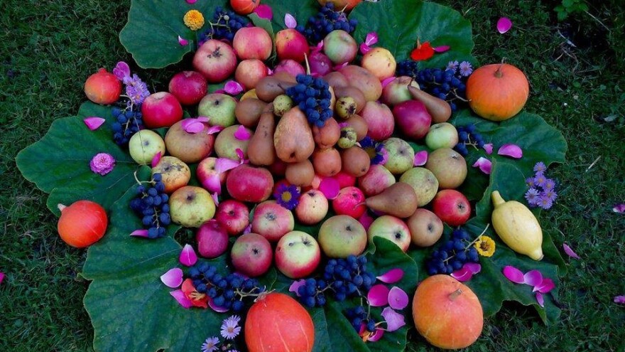 Dani cerničkog portugisca uz izložbu plodova starih sorti