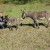 Prvo poskupljenje nakon 10 godina – litar magarećeg mlijeka 150 KM