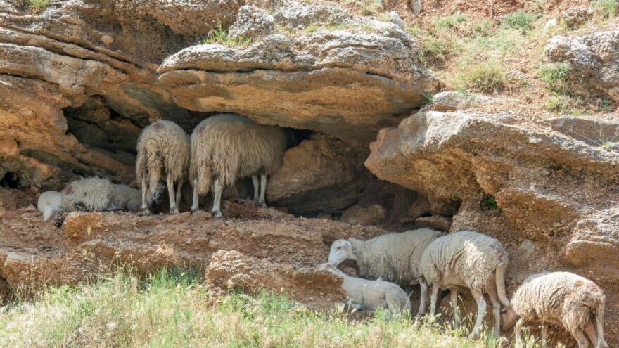 Tek jedan od 23 uzgajivača koristi plaćanje za dobrobit životinja u ovčarstvu