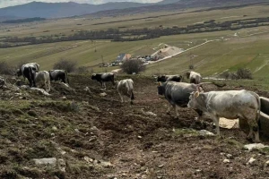 Za svaku pohvalu: Na Pale ide 20 autohtonih gatačkih goveda