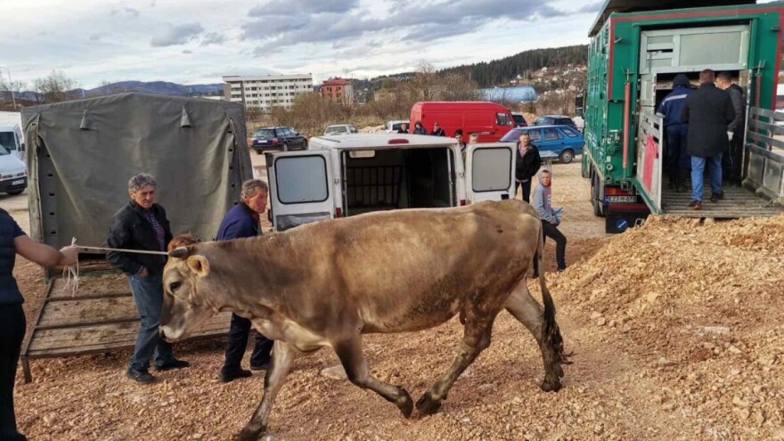 Paljani tombolom izvlačili grla - Simićima zapala "fina krava"