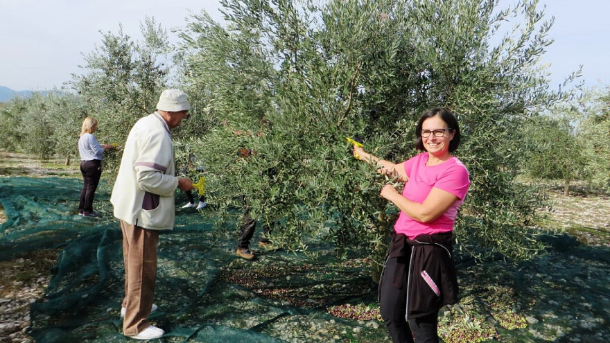 Davor Vasilj: Područje Ljubuškog ima idealne uslove za maslinarstvo