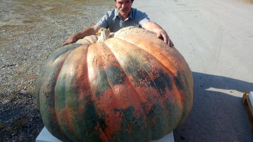 U Tovarniku pobijedila bundeva od 420 kg, u Oregonu 984 kg!