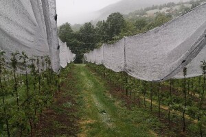Aprilski snijeg ne bi trebao uzrokovati veće štete, kada se očekuje stabilizacija?