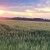 Pšenica na nekadašnjem "ruglu": "Mi smo zemljište uzurpirali, ali to je naša djedovina"