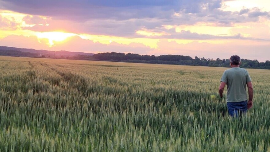Pšenica na nekadašnjem "ruglu": "Mi smo zemljište uzurpirali, ali to je naša djedovina"
