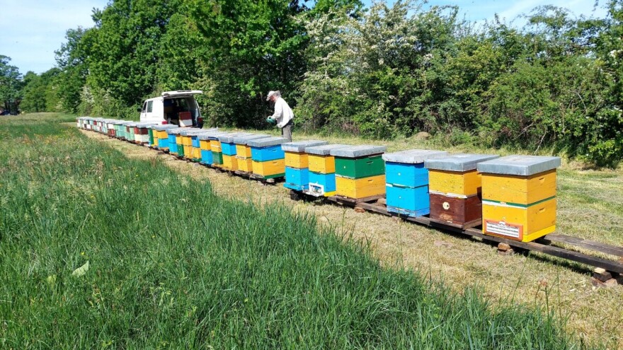 Zahlađenje prekinulo medobranje, ali nema brige: Sve je cvjetalo i medilo