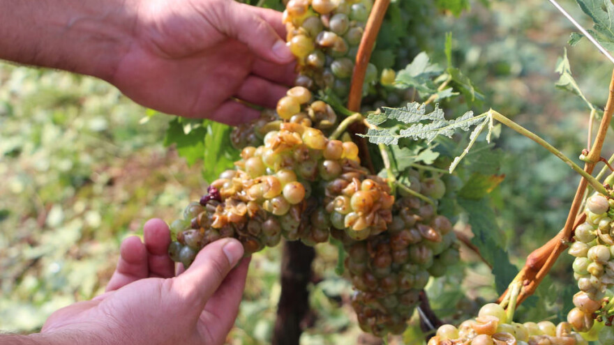 Višemilijunske štete zbog oluje: Bespomoćno sam gledao kako mi led uništava životnu egzistenciju