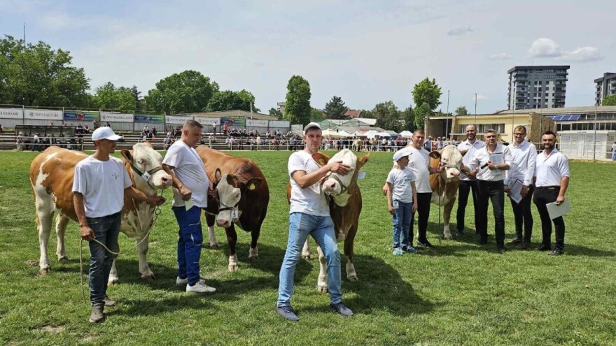 Ovo je Milanova šampionska junica, po čemu je bolja od drugih?