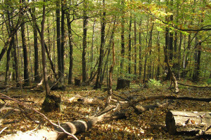Više od 33 milijarde tona šumske biomase ugroženo zbog klimatskih promjena?