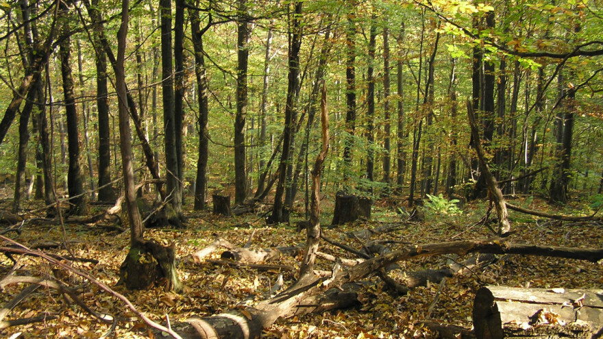 Više od 33 milijarde tona šumske biomase ugroženo zbog klimatskih promjena?