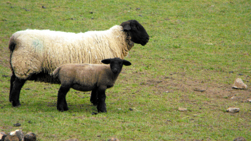 Zašto je Suffolk pasmina ovaca odlična za proizvodnju mesa?