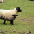 Zašto je Suffolk rasa ovaca odlična za proizvodnju mesa?