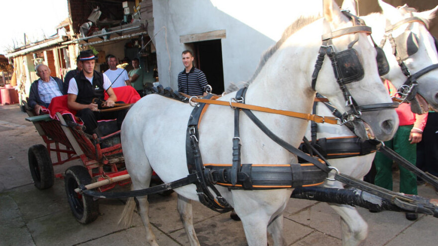 Konjskim zapregama u berbu grožđa: Prvo fruštuk pa na posao jer gladna rabota ne može raditi