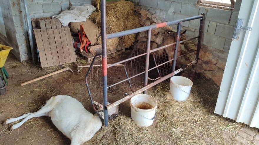 Uznemirujuće fotografije! Vuk usred bijela dana upao na mješovito gazdinstvo, zaklao kozu