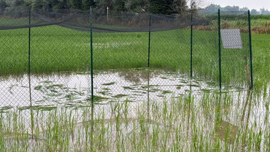 Provalili na eksperimentalno polje i uništili pirinač stvoren novom genomskom tehnikom